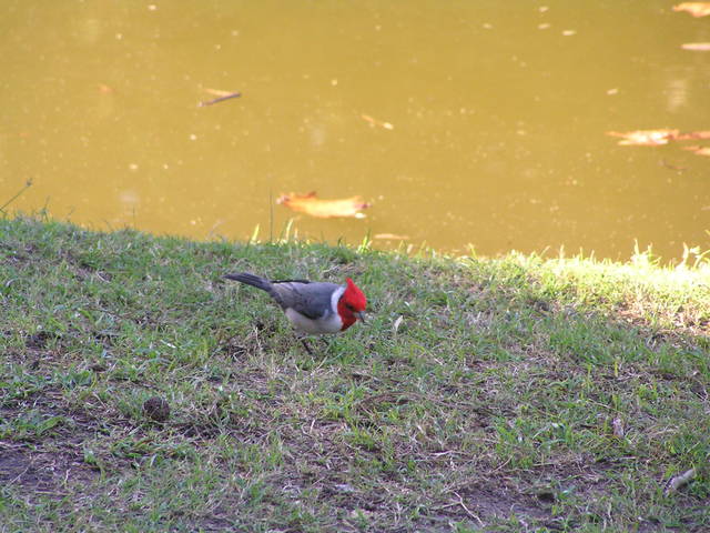 Pájaro de cabeza roja