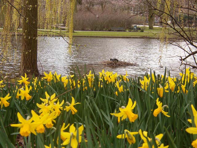Lago en Ooster park