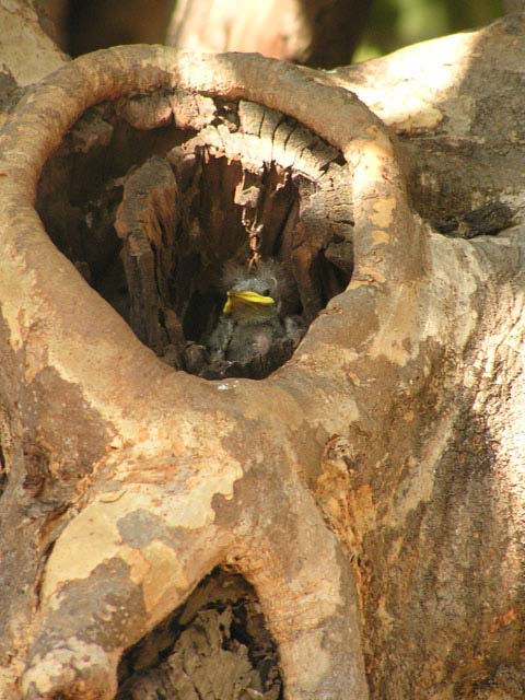 Pajarito en el nido