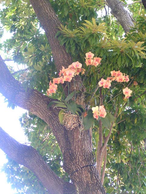 Orquídeas
