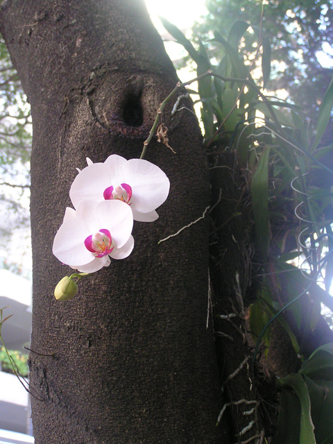 Orquídeas en un árbol
